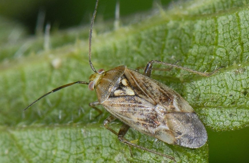 Штетници кај сончогледот – полска бубачка (Lygus rugulipennis).