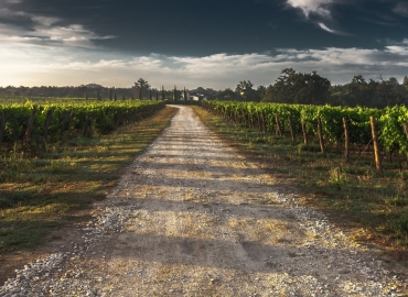 Заштита на виновата лоза од измрзнување