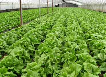 Започна пријавувањето за органско производство