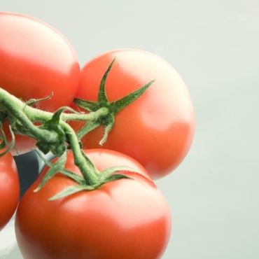 Домат – најдобри преткултури за висок принос