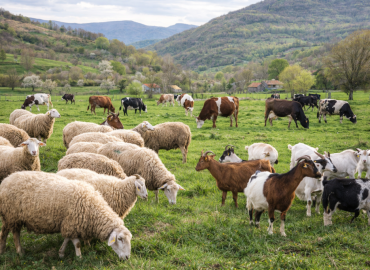 Објавен Јавен повик од програмата за рурален развој Мерка 213 – Поддршка за зачувување на руралните предели