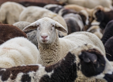 Исплатени над 1 милијарда денари за поддршка на овчарството