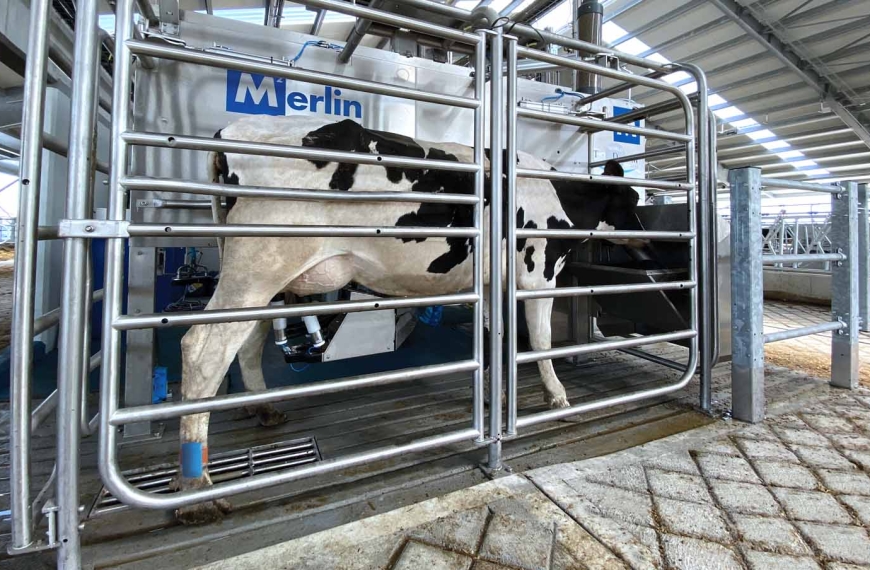 Робот за молзење крави – современа технологија за поголема продуктивност