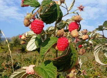 Одгледување на малини – како да постигнете стабилен и висок принос