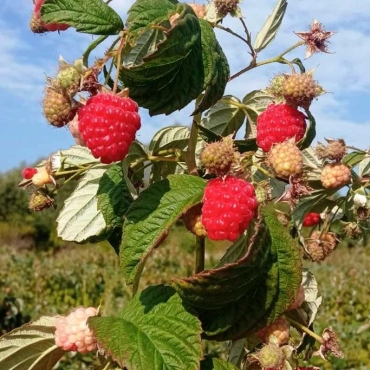 Одгледување на малини – како да постигнете стабилен и висок принос