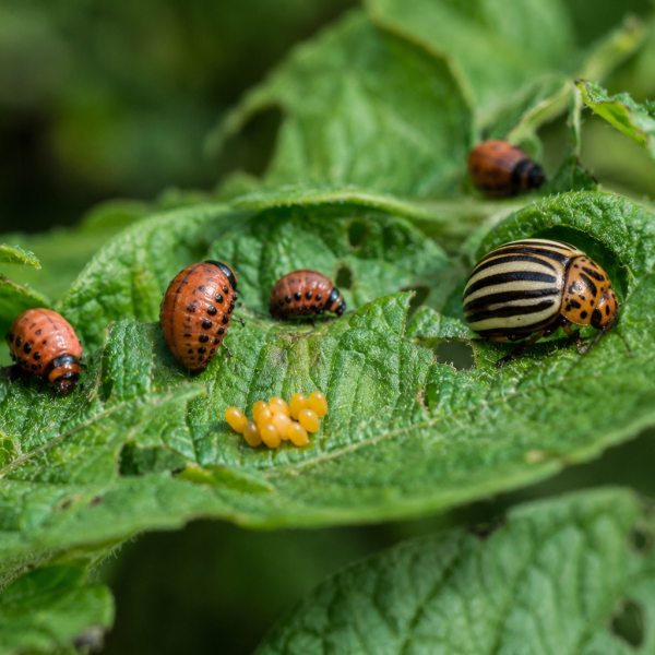 Компирова златица (Leptinotarsa decemlineata) – Сериозна закана за производството на компир