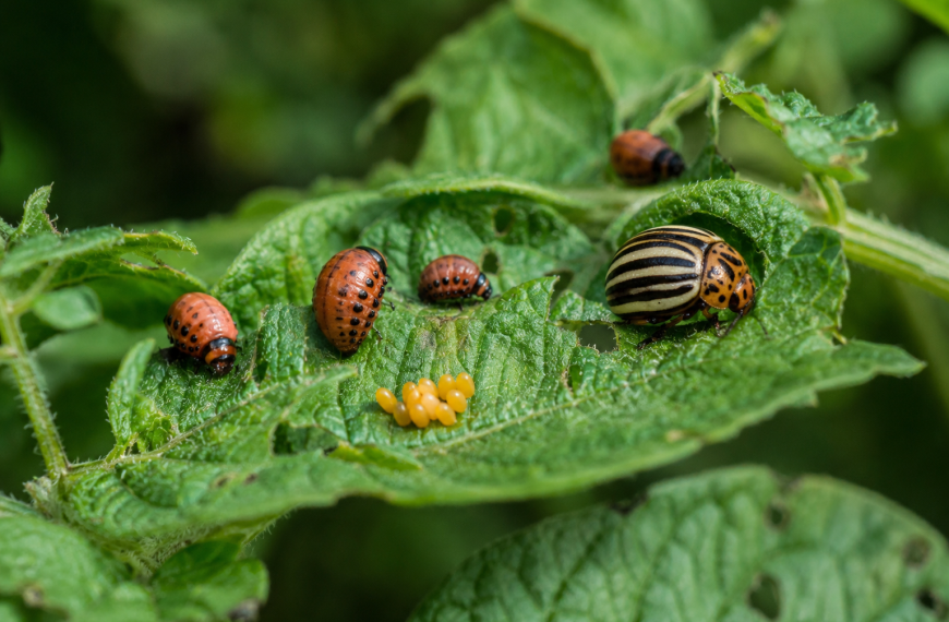 Компирова златица (Leptinotarsa decemlineata) – Сериозна закана за производството на компир