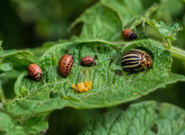 Компирова златица (Leptinotarsa decemlineata) – Сериозна закана за производството на компир