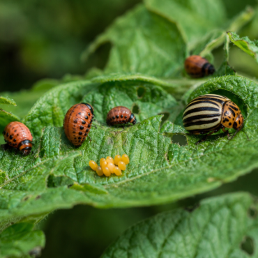 Компирова златица (Leptinotarsa decemlineata) – Сериозна закана за производството на компир