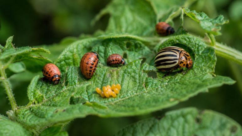 Компирова златица (Leptinotarsa decemlineata) – Сериозна закана за производството на компир