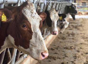 Контрола на репродукцијата кај молзните крави – основа за успешно и профитабилно говедарство