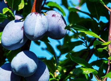 Рѓа на сливата (Puccinia pruni-spinosae) – болест што предизвикува предвремено опаѓање на листовите